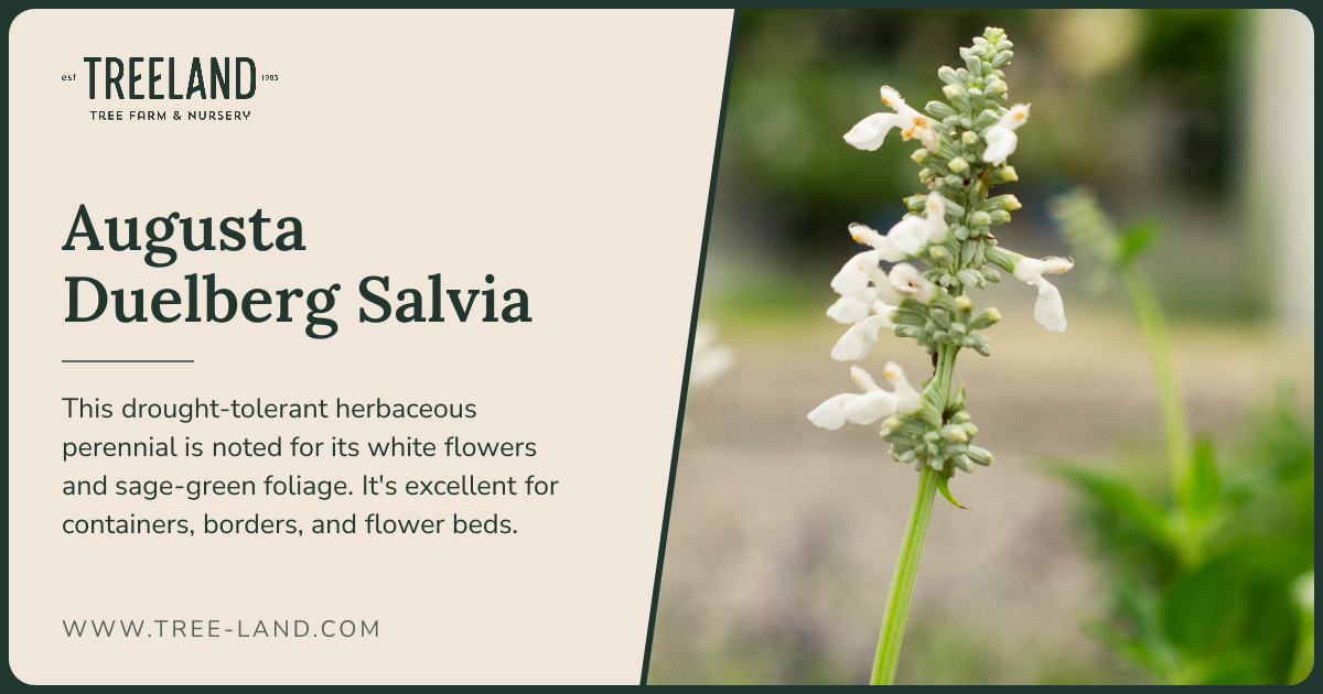 Augusta Duelberg Salvia | Order Online | Treeland Nursery