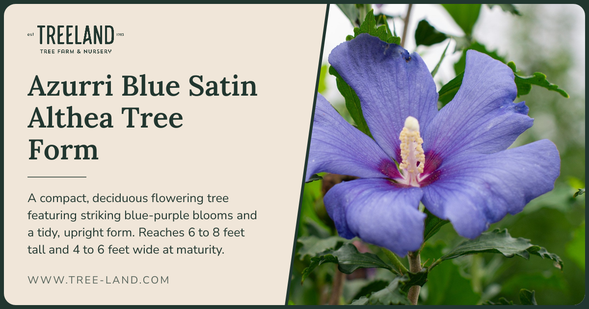 Azurri Blue Satin Althea (Tree Form) | Order Online | Treeland Nursery
