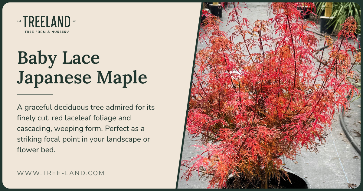 Baby Lace Japanese Maple Weeping | Order Online | Treeland Nursery