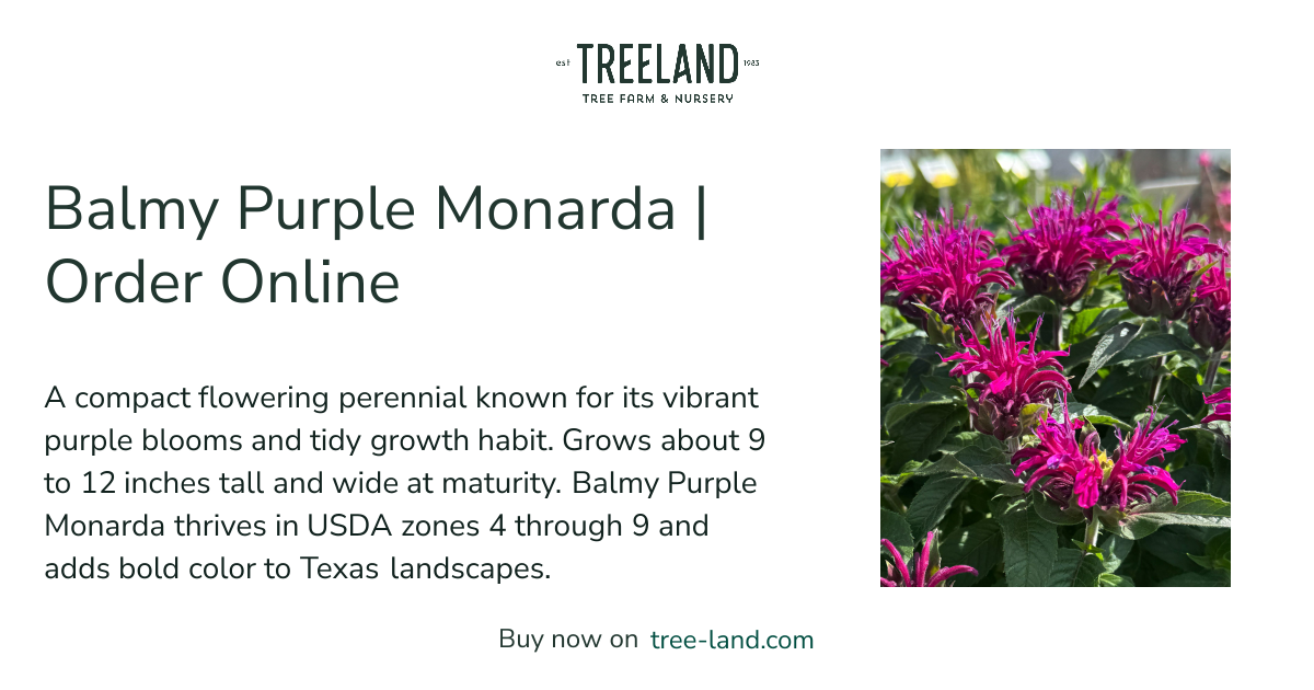 Balmy Purple Monarda | Order Online | Treeland Nursery