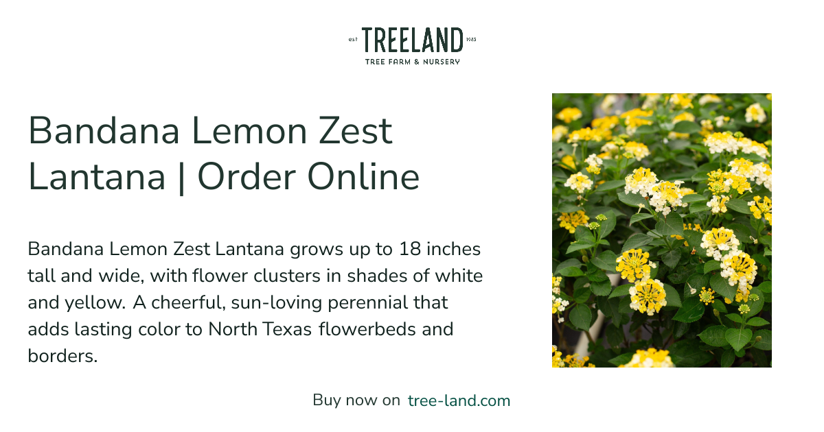 Bandana Lemon Zest Lantana | Order Online | Treeland Nursery