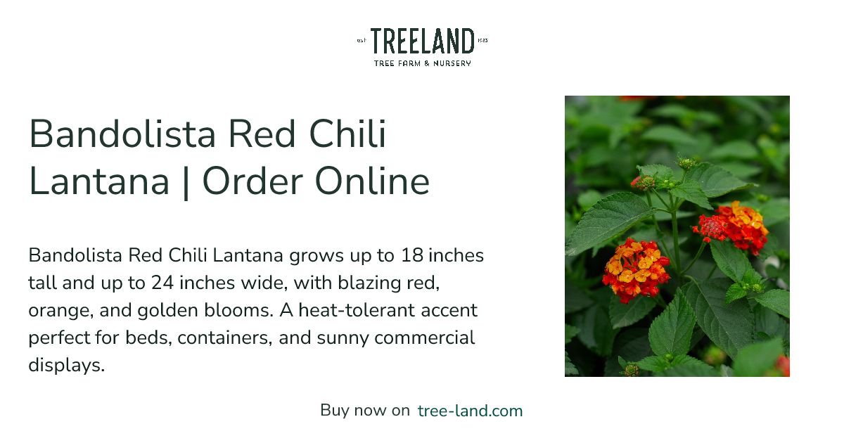 Bandolista Red Chili Lantana | Order Online | Treeland Nursery