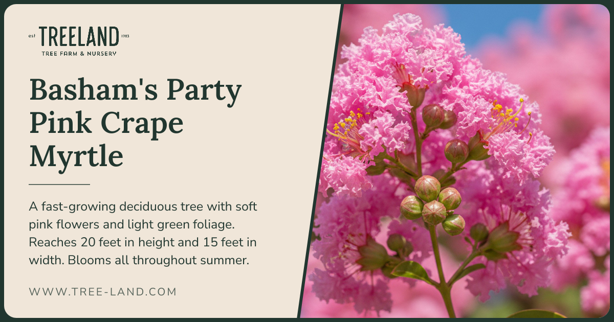 Basham’s Party Pink Crape Myrtle | Order Online | Treeland Nursery