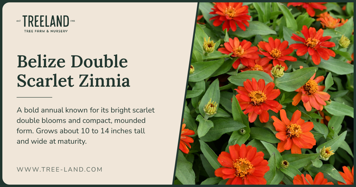 Belize Double Scarlet Zinnia | Order Online | Treeland Nursery