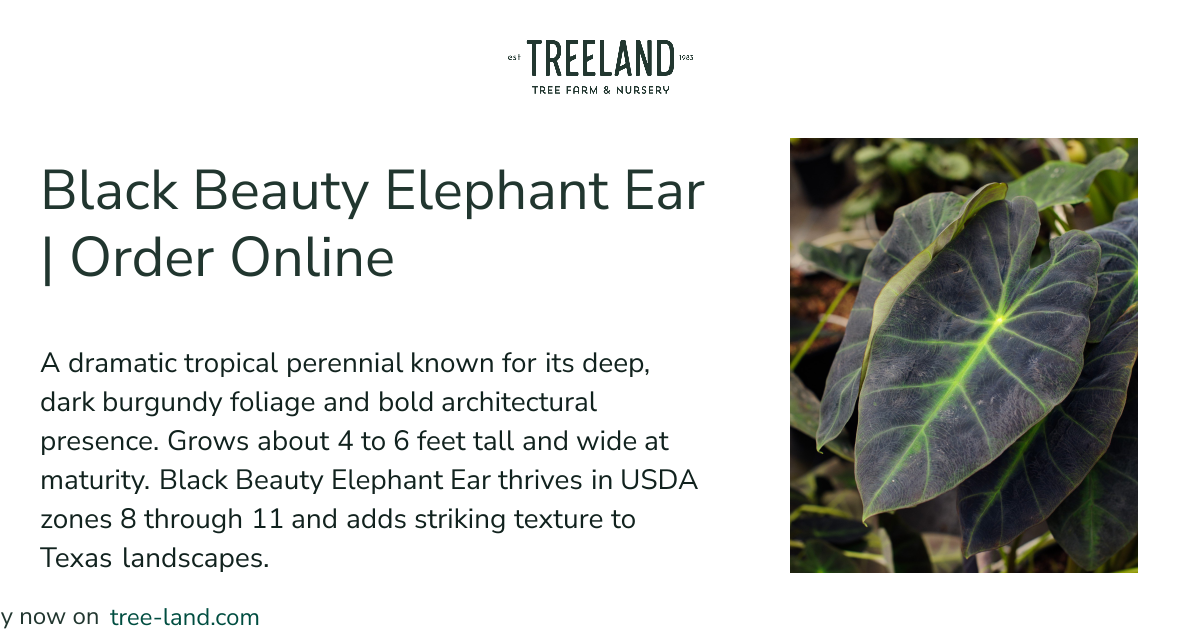 Black Beauty Elephant Ear | Order Online | Treeland Nursery