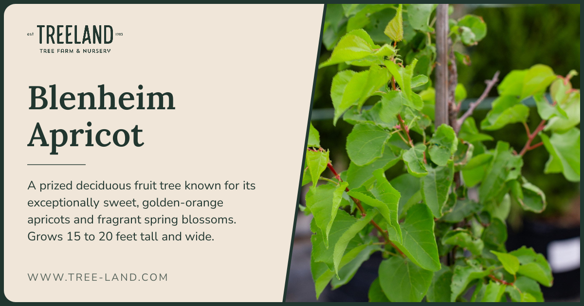 Blenheim Apricot | Order Online | Treeland Nursery