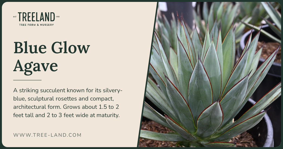 Blue Glow Agave | Order Online | Treeland Nursery