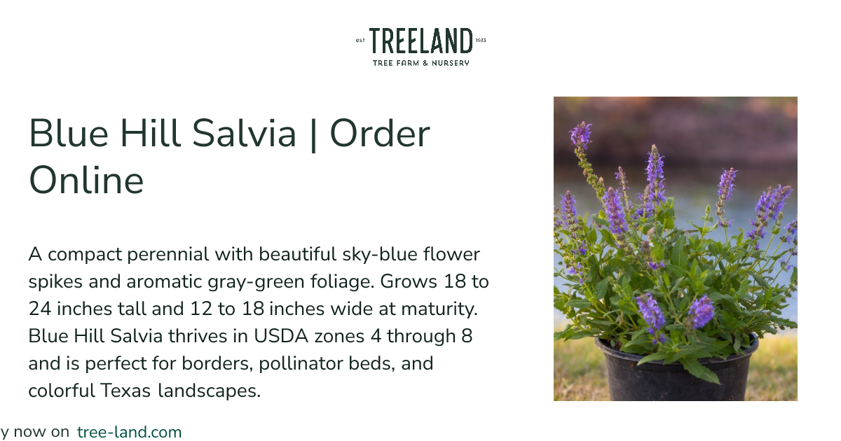 Blue Hill Salvia | Order Online | Treeland Nursery