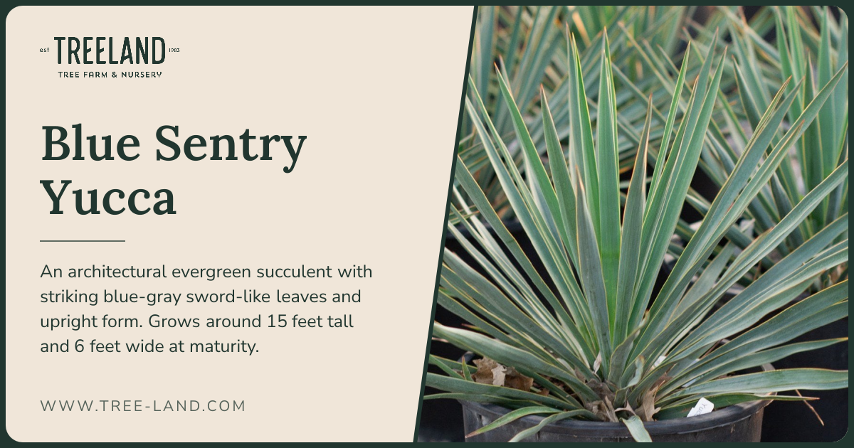 Blue Sentry Yucca | Order Online | Treeland Nursery