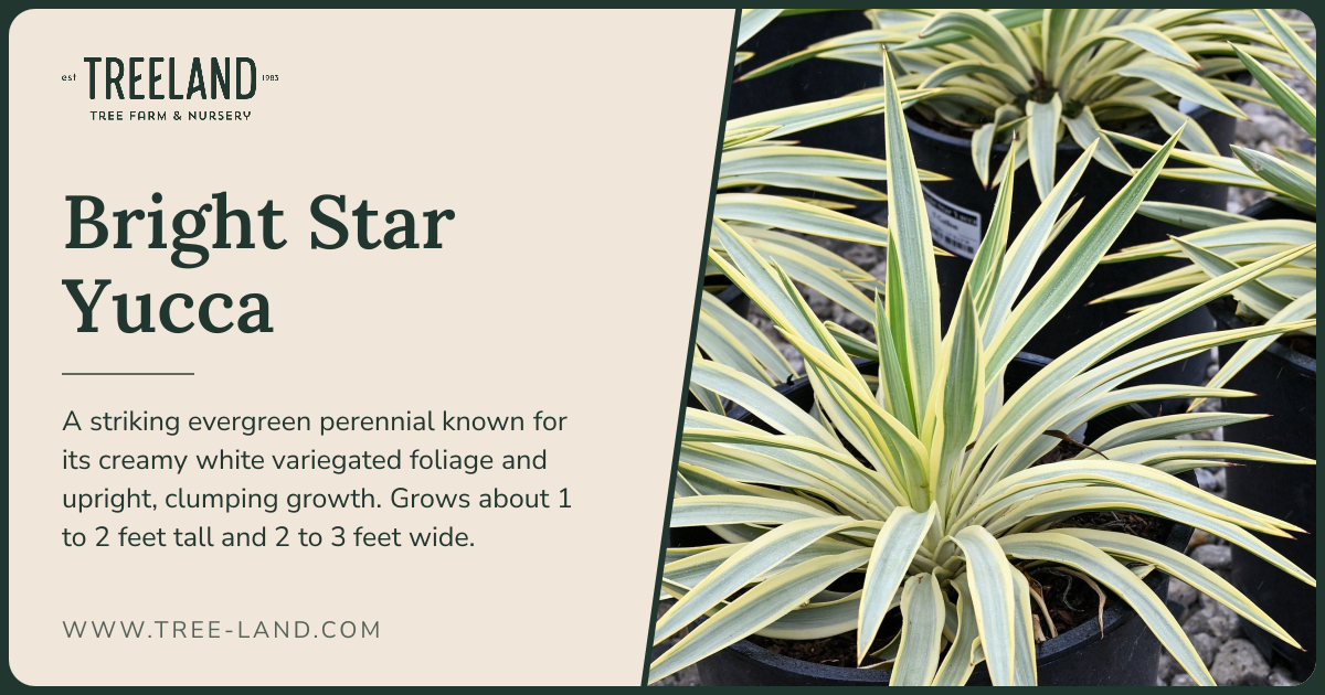 Bright Star Yucca | Order Online | Treeland Nursery