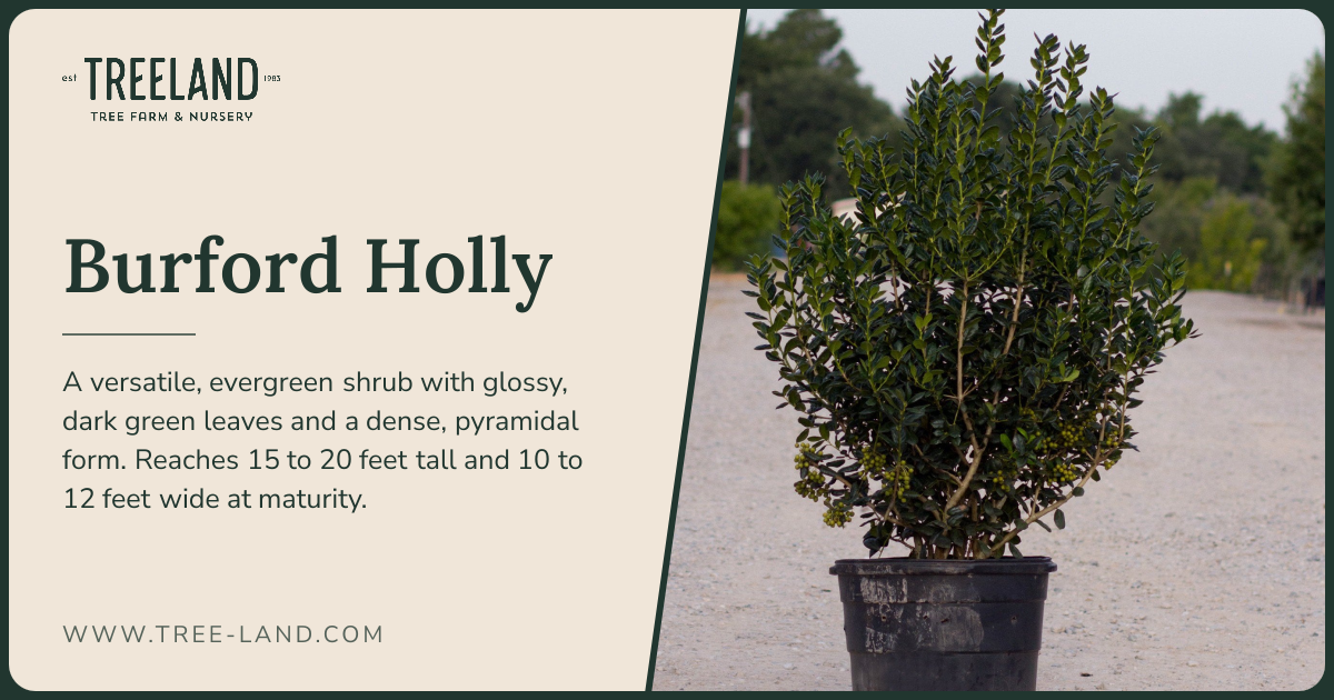 Burford Holly | Order Online | Treeland Nursery