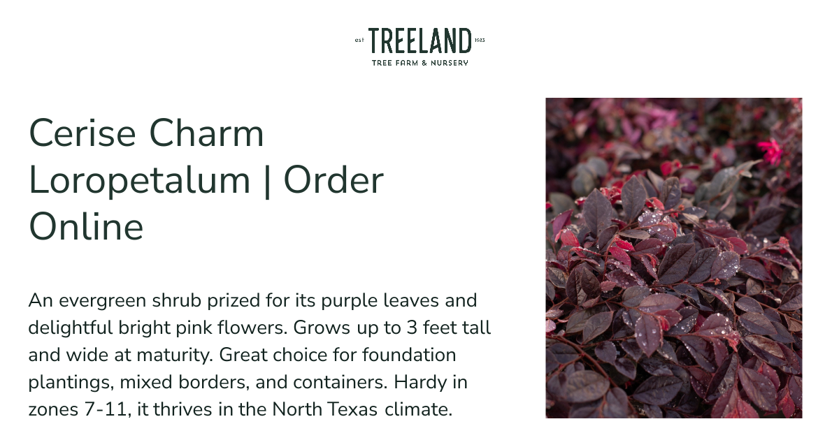Cerise Charm Loropetalum | Order Online | Treeland Nursery