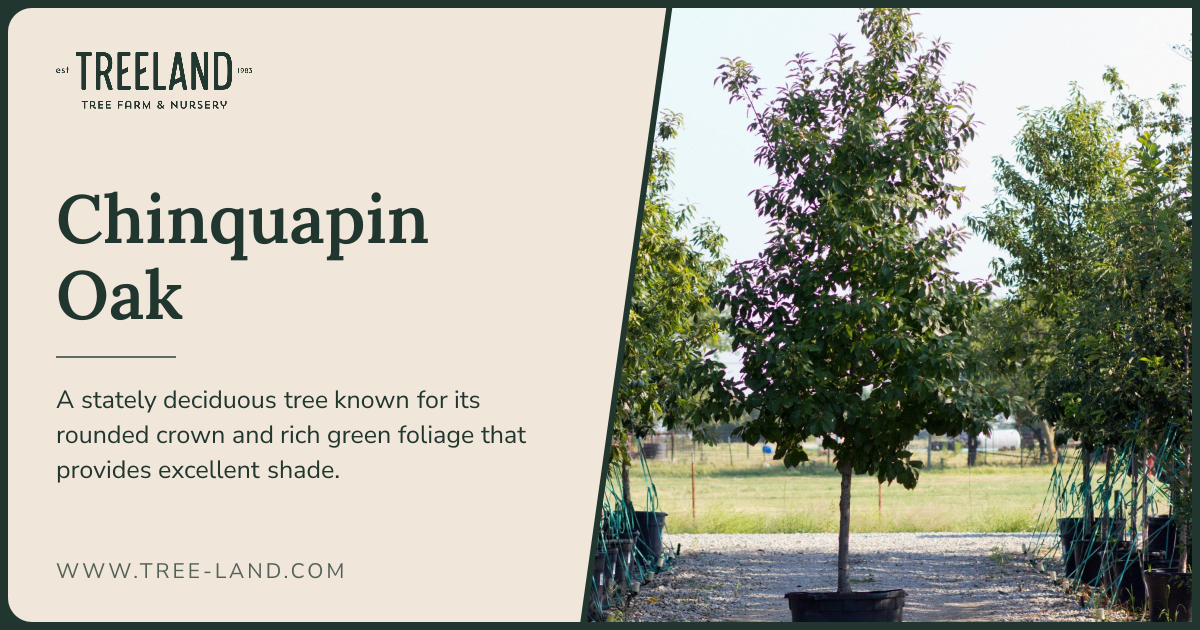 Chinquapin Oak Tree for Sale | Texas Native Shade Tree | Treeland Nursery