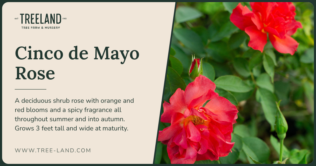 Cinco de Mayo Rose | Order Online | Treeland Nursery