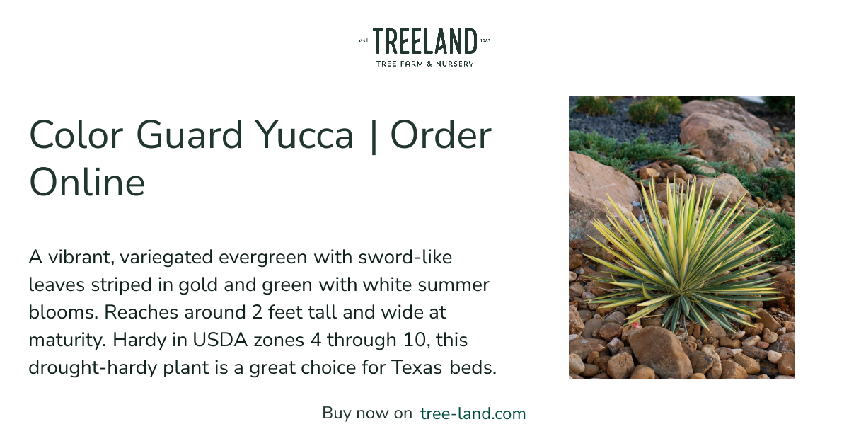 Color Guard Yucca | Order Online | Treeland Nursery