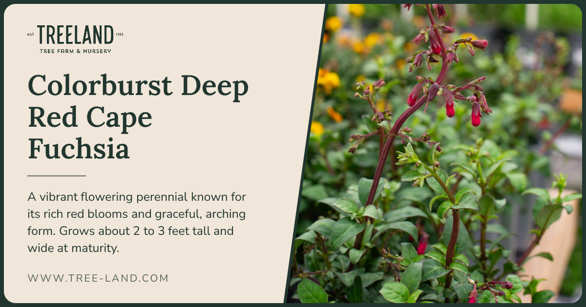 Colorburst Deep Red Cape Fuchsia | Order Online | Treeland Nursery