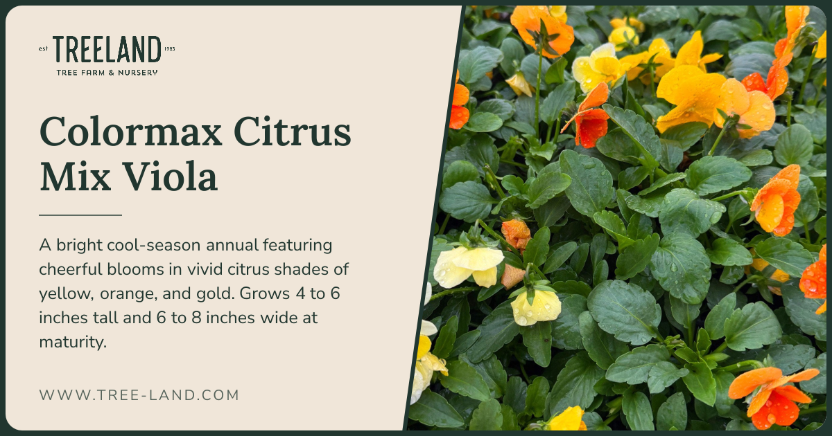 Colormax Citrus Mix Viola | Treeland Nursery