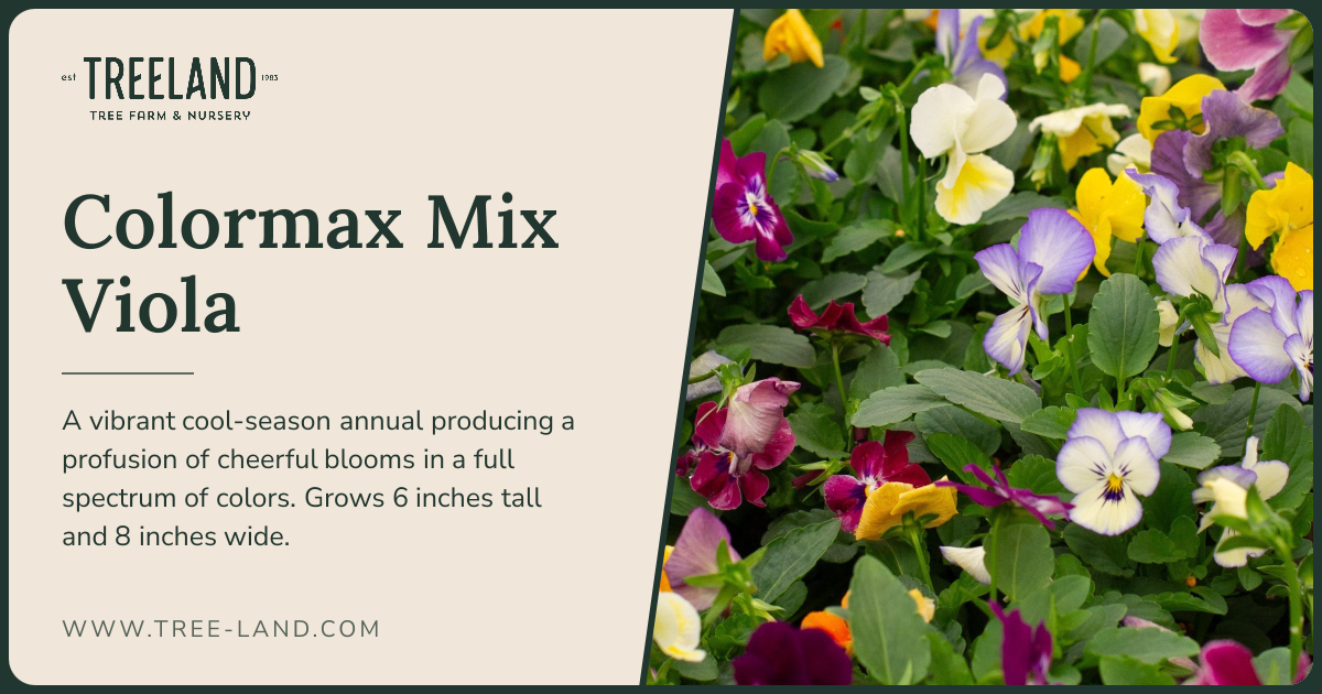 Colormax Mix Viola | Order Online | Treeland Nursery