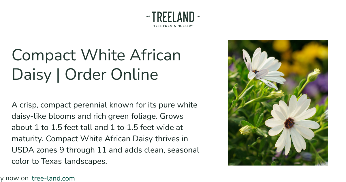 Compact White African Daisy | Order Online | Treeland Nursery