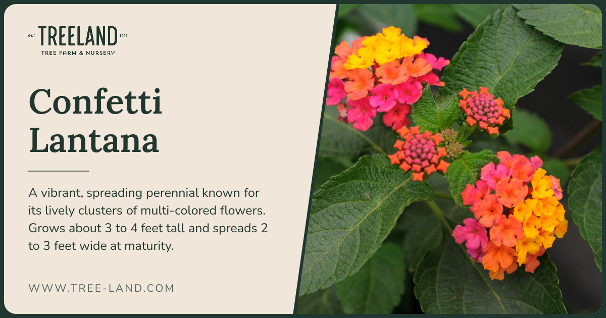 Confetti Lantana | Order Online | Treeland Nursery