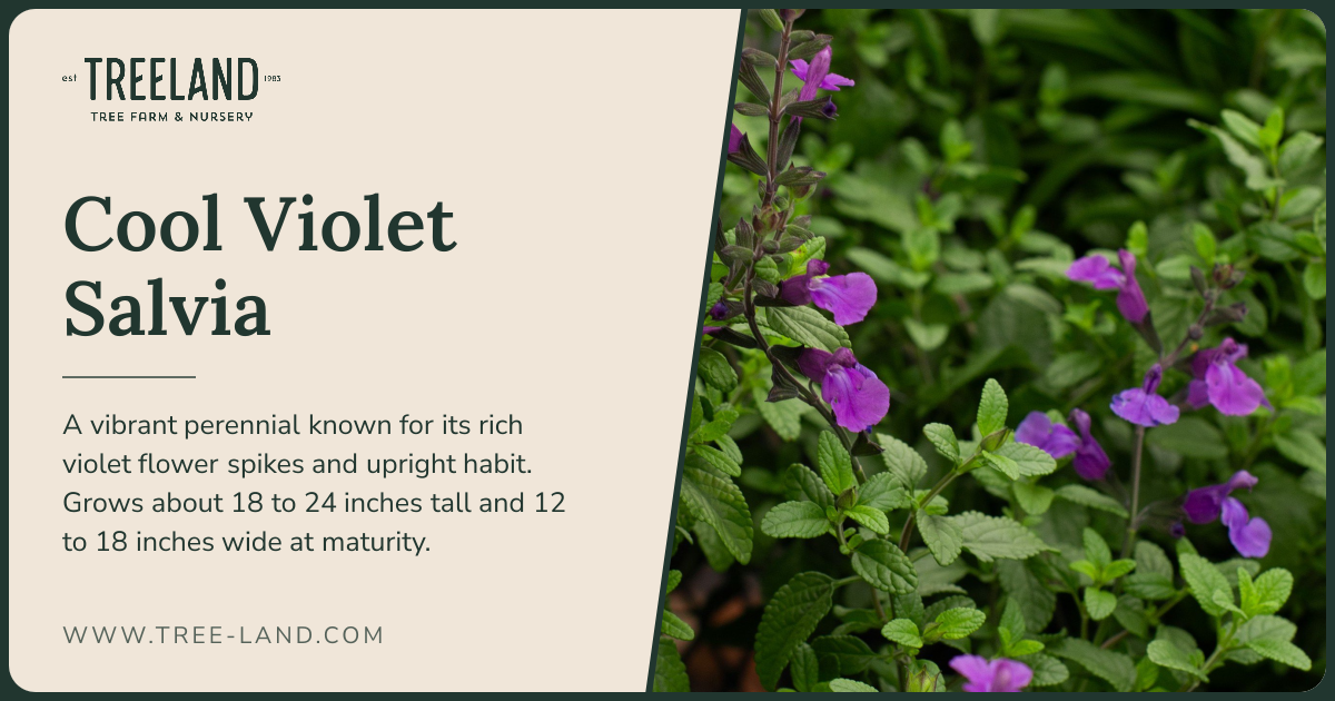 Cool Violet Salvia | Order Online | Treeland Nursery