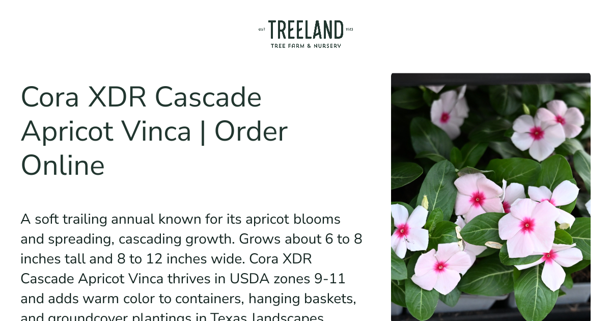 Cora XDR Cascade Apricot Vinca | Order Online | Treeland Nursery