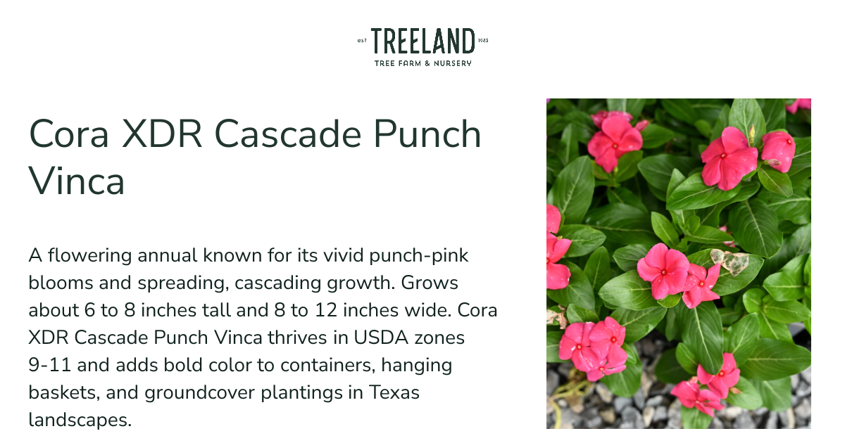 Cora XDR Cascade Punch Vinca | Treeland Nursery