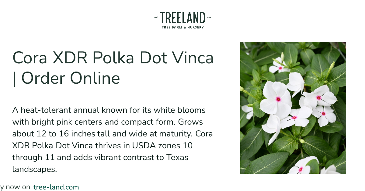 Cora XDR Polka Dot Vinca | Order Online | Treeland Nursery