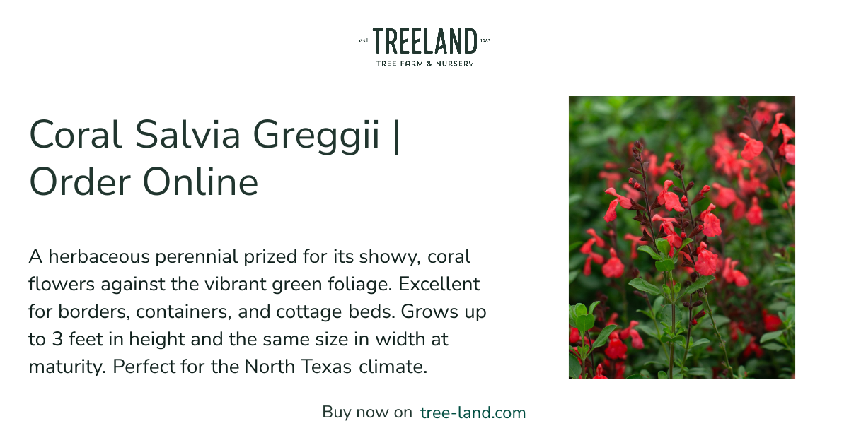 Coral Salvia Greggii | Order Online | Treeland Nursery