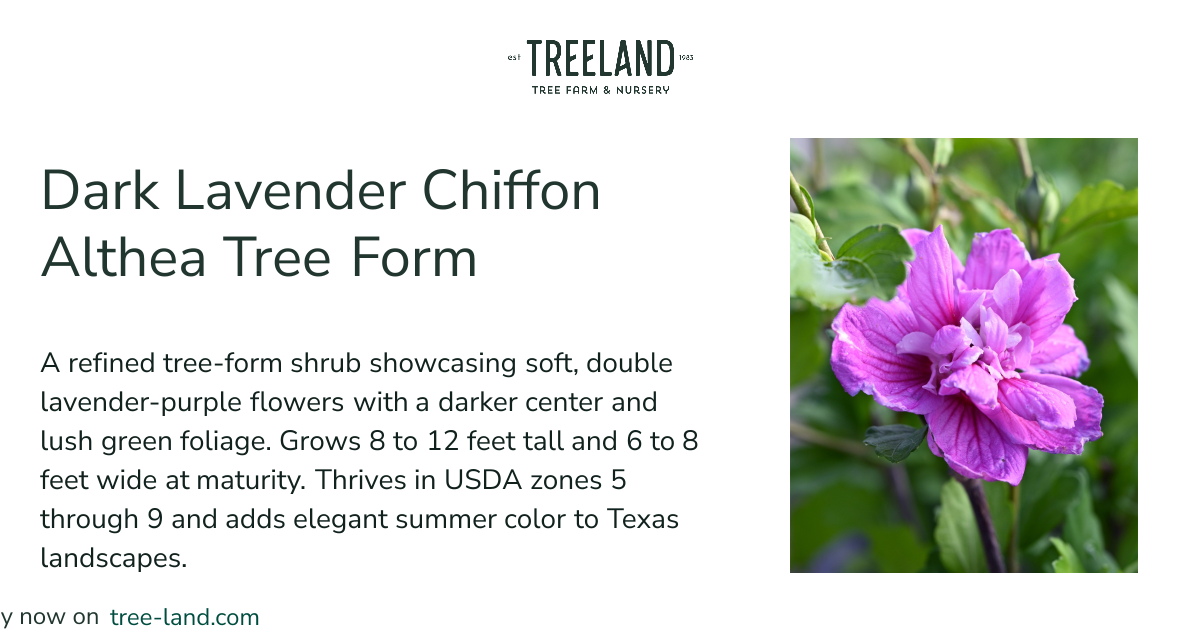 Dark Lavender Chiffon Althea Tree Form | Treeland Nursery