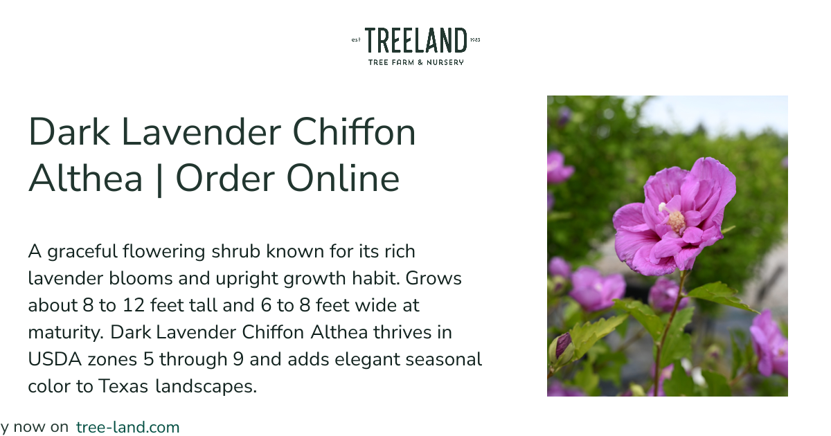 Dark Lavender Chiffon Althea | Order Online | Treeland Nursery