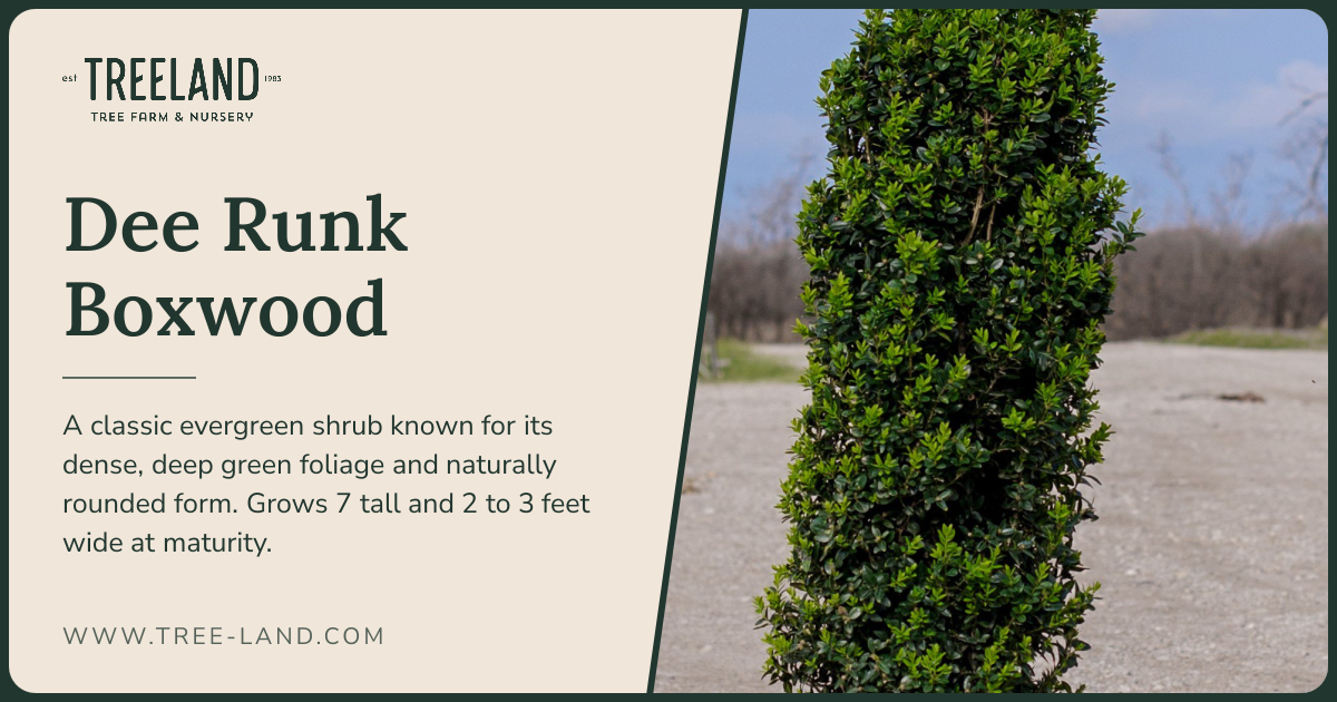 Dee Runk Boxwood | Order Online | Treeland Nursery