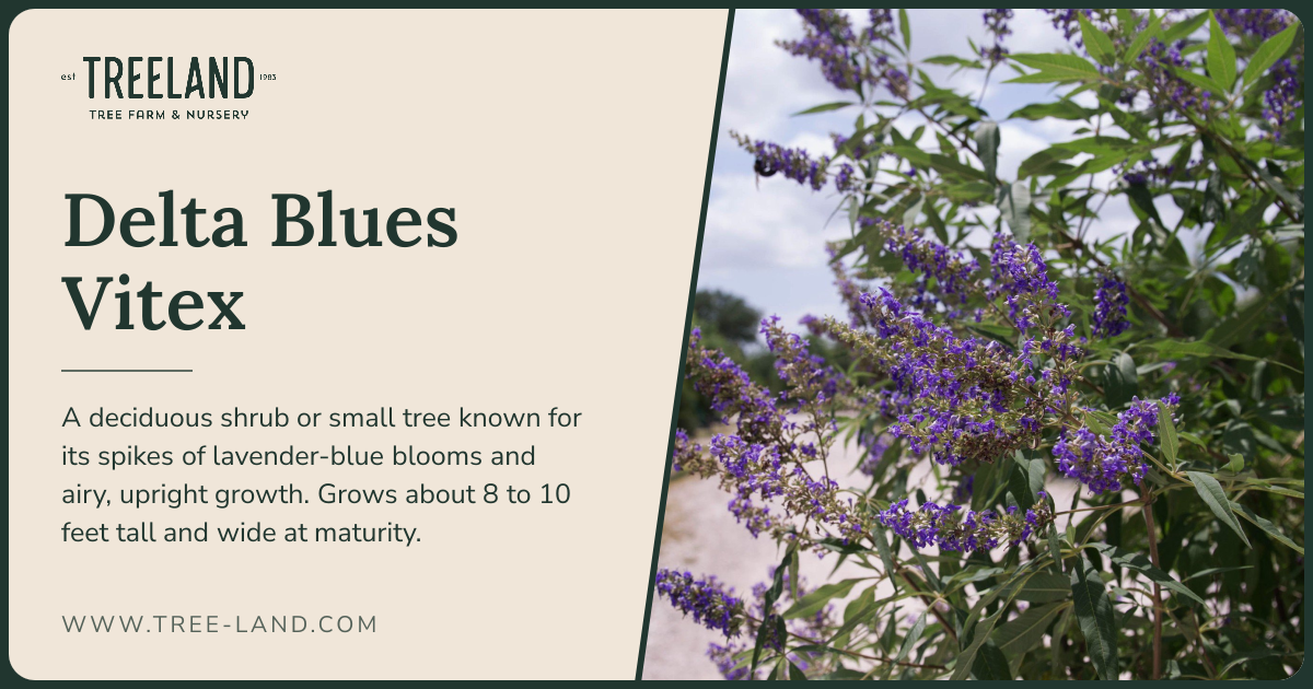 Delta Blues Vitex | Order Online | Treeland Nursery