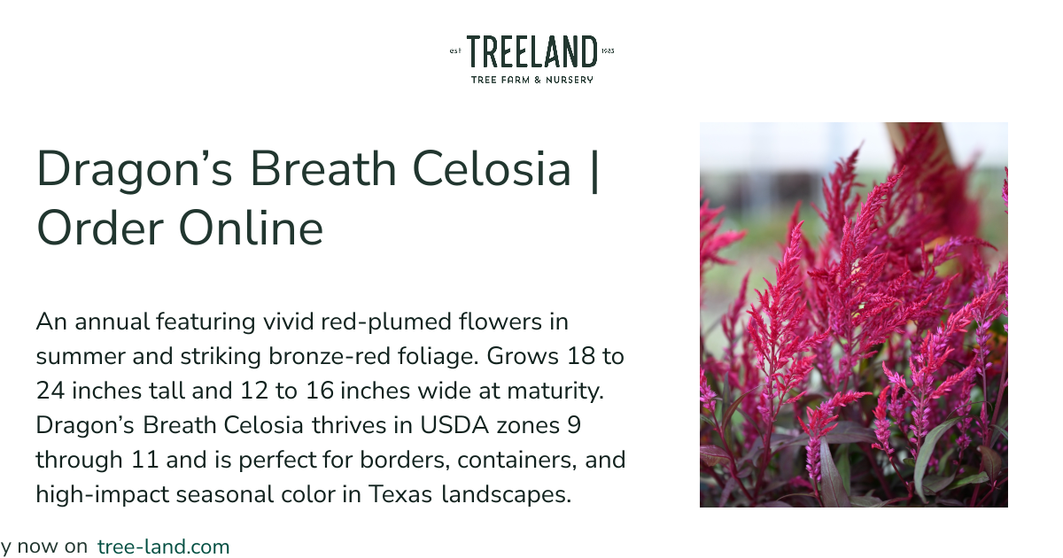Dragon's Breath Celosia | Order Online | Treeland Nursery