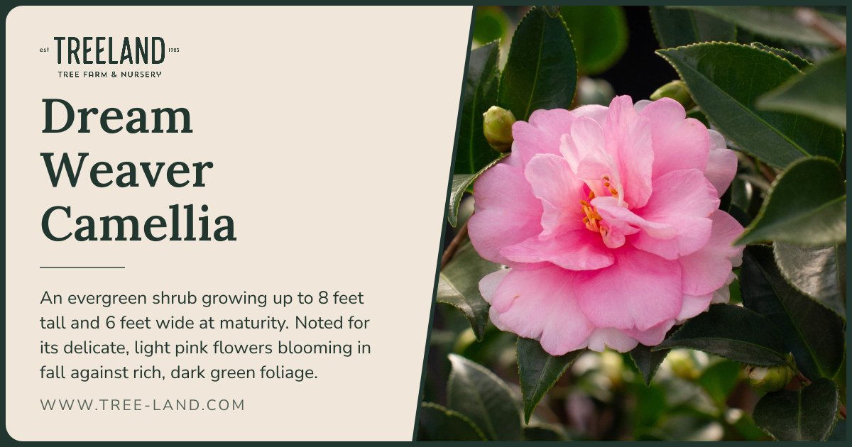 Dream Weaver Camellia | Order Online | Treeland Nursery