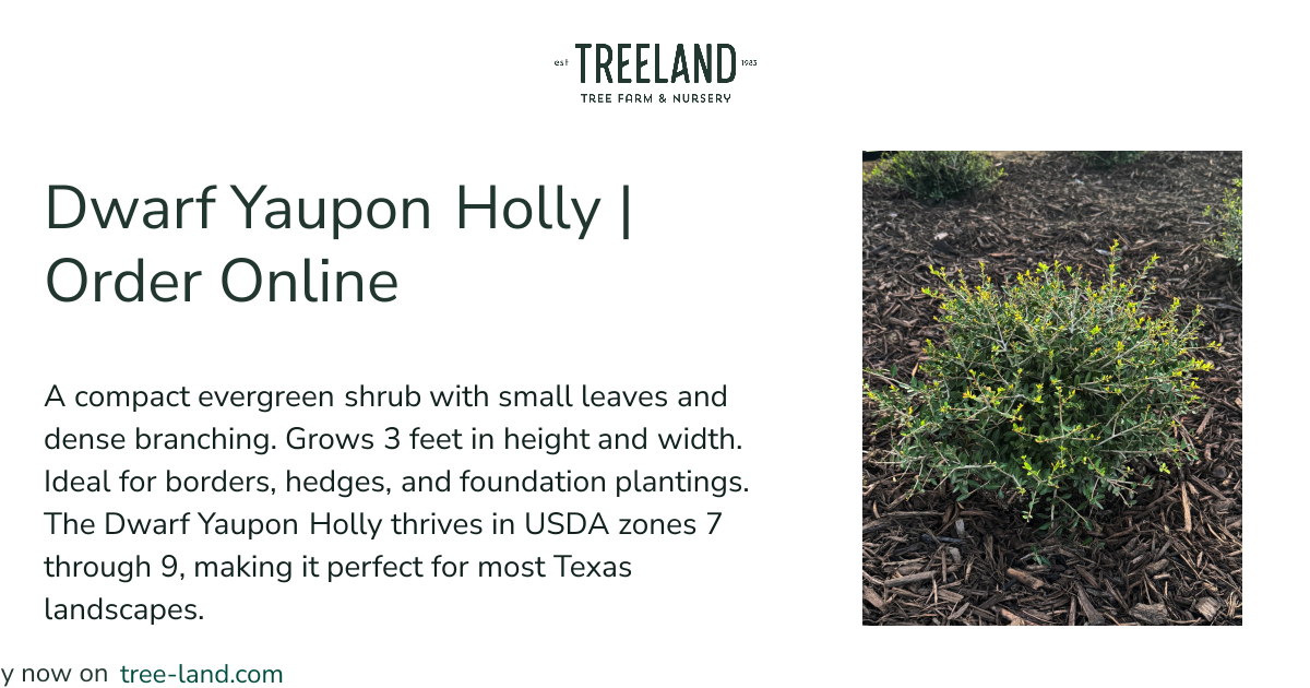 Dwarf Yaupon Holly | Order Online | Treeland Nursery