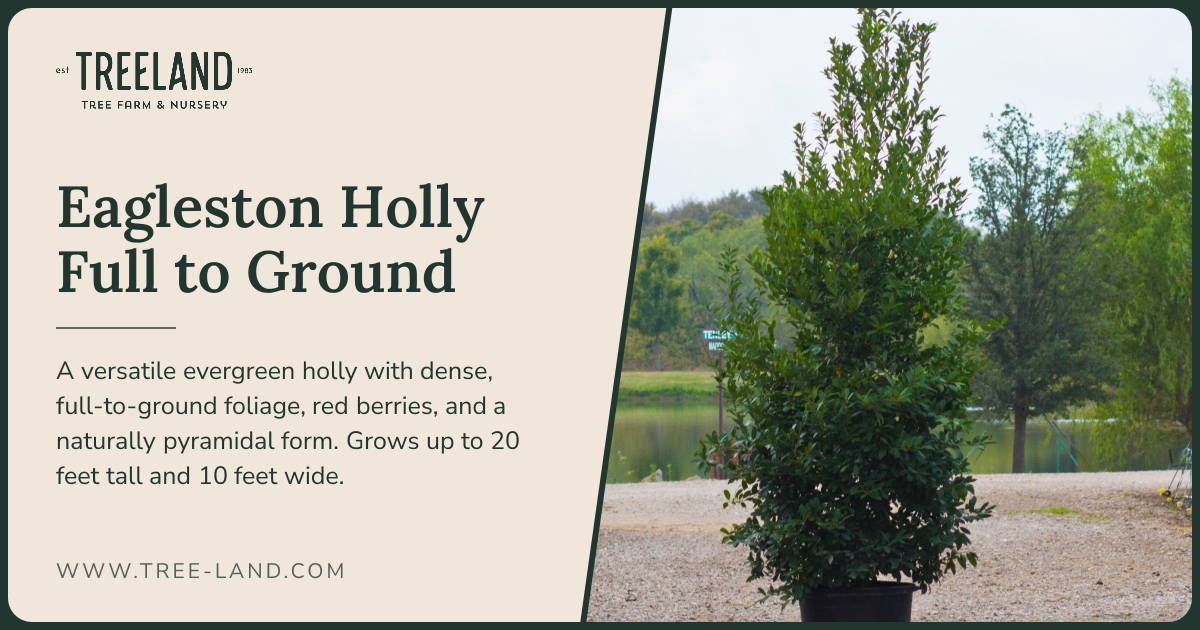 Eagleston Holly Full to Ground | Order Online | Treeland Nursery