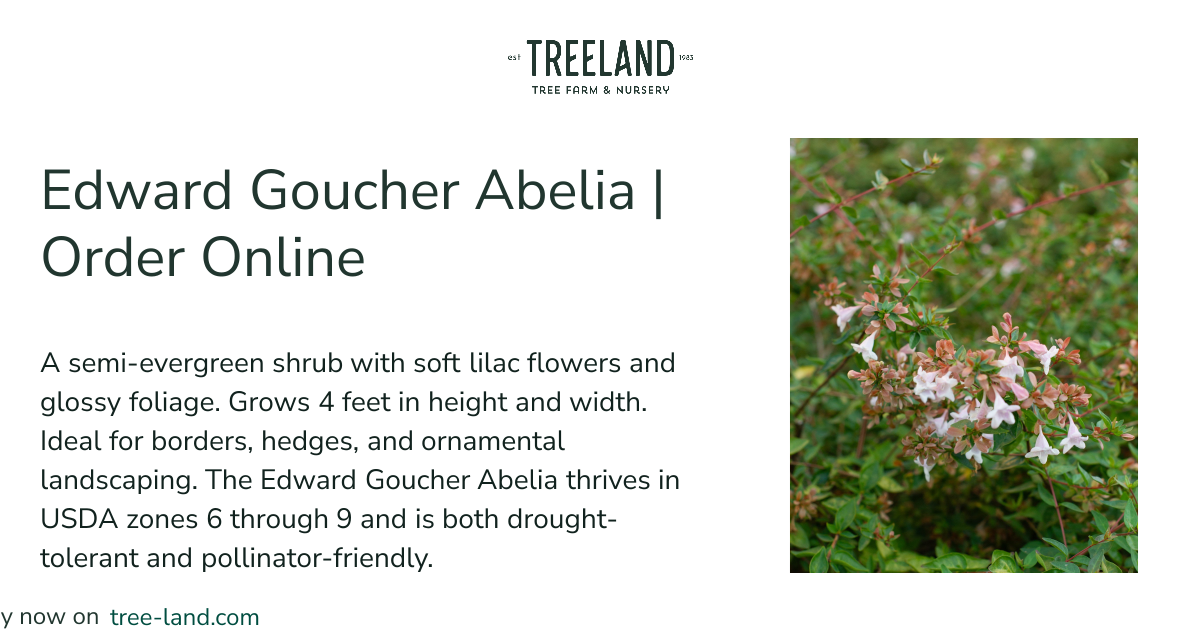 Edward Goucher Abelia | Order Online | Treeland Nursery