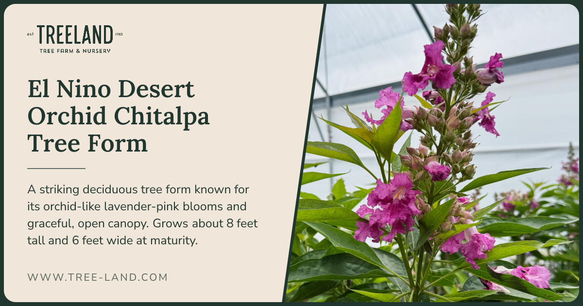 El Nino Desert Orchid Chitalpa Tree Form | Order Online | Treeland Nursery
