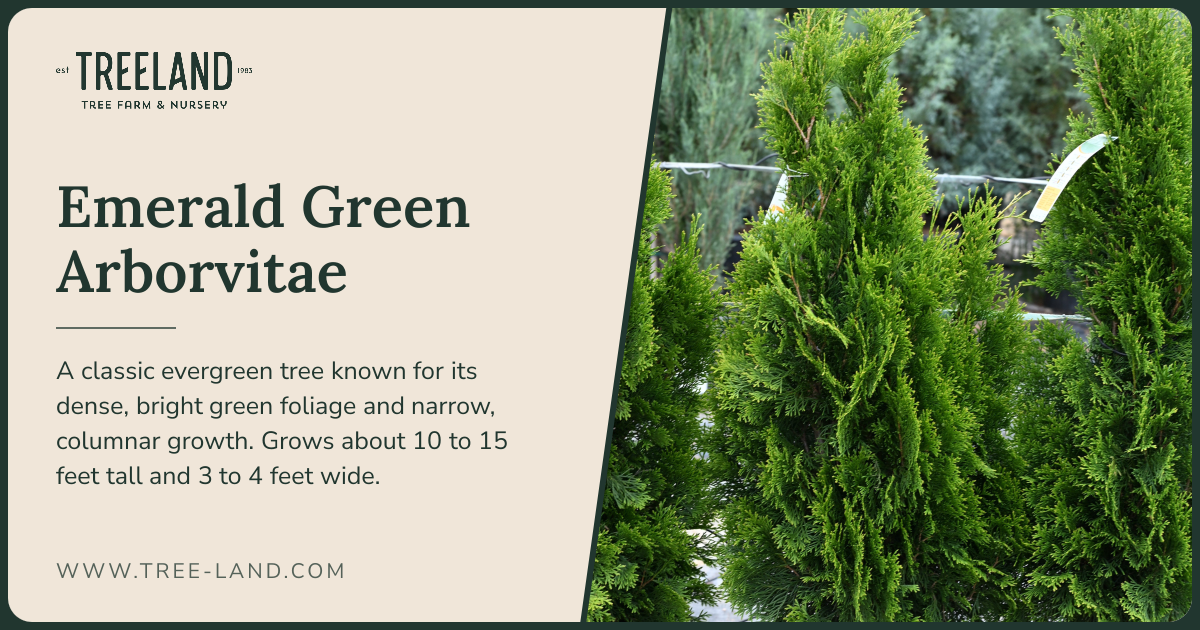 Emerald Green Arborvitae | Order Online | Treeland Nursery