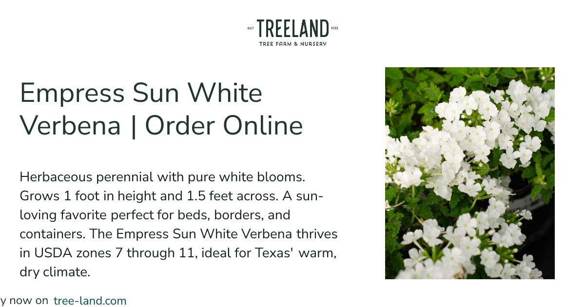 Empress Sun White Verbena | Order Online | Treeland Nursery