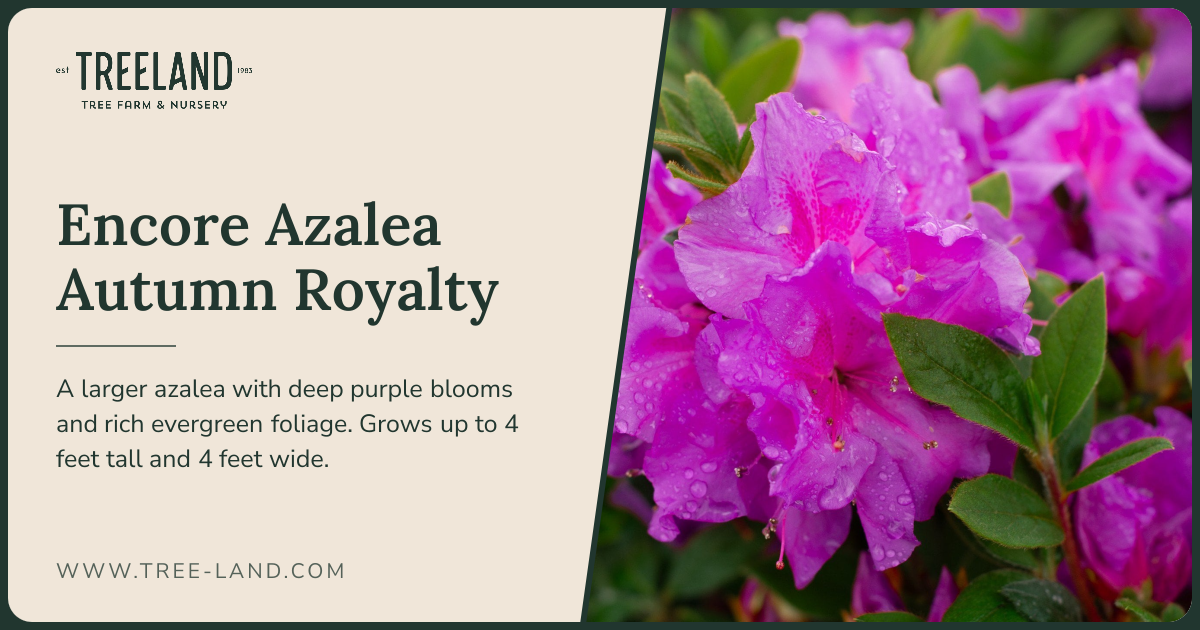 Encore Azalea Autumn Royalty | Treeland Nursery
