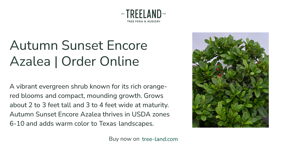 Autumn Sunset Encore Azalea | Order Online | Treeland Nursery