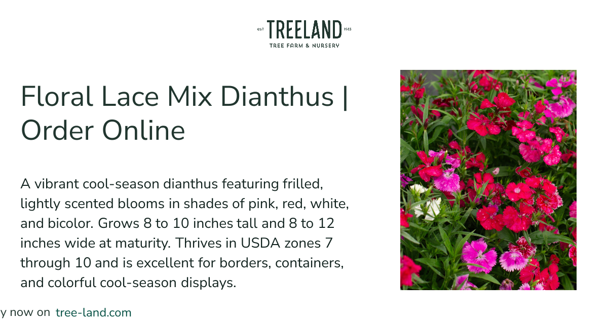 Floral Lace Mix Dianthus | Order Online | Treeland Nursery