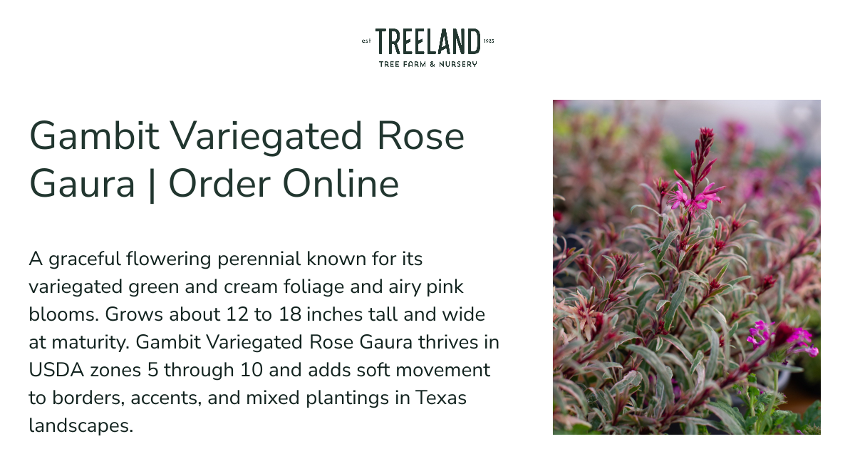 Gambit Variegated Rose Gaura | Order Online | Treeland Nursery