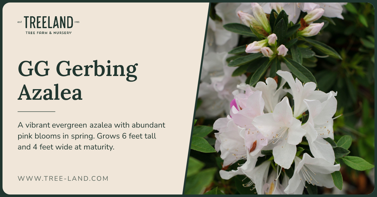 GG Gerbing Azalea | Order Online | Treeland Nursery