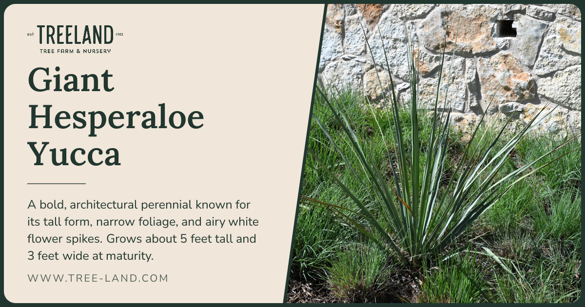 Giant Hesperaloe Yucca | Order Online | Treeland Nursery