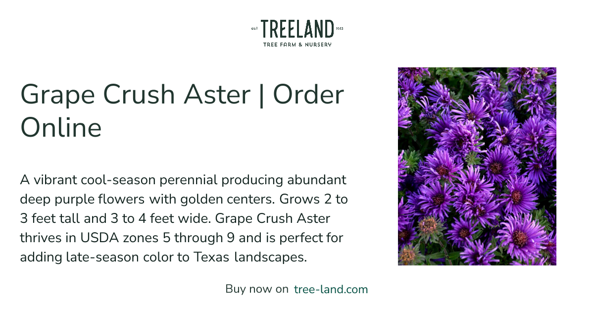 Grape Crush Aster | Order Online | Treeland Nursery