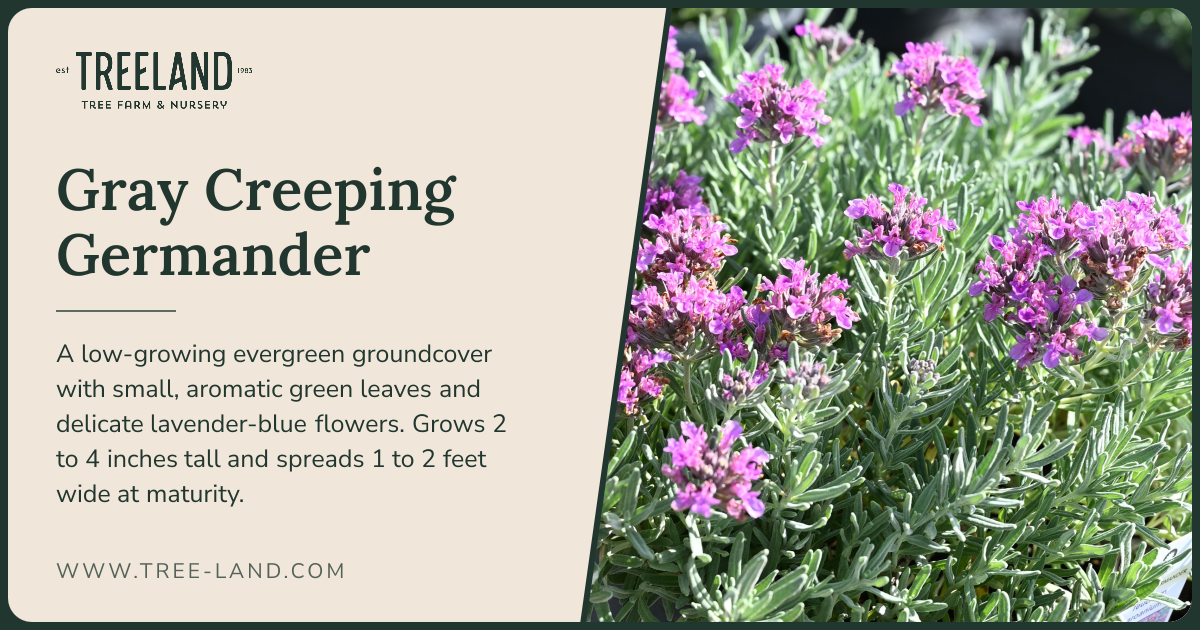 Gray Creeping Germander | Order Online | Treeland Nursery