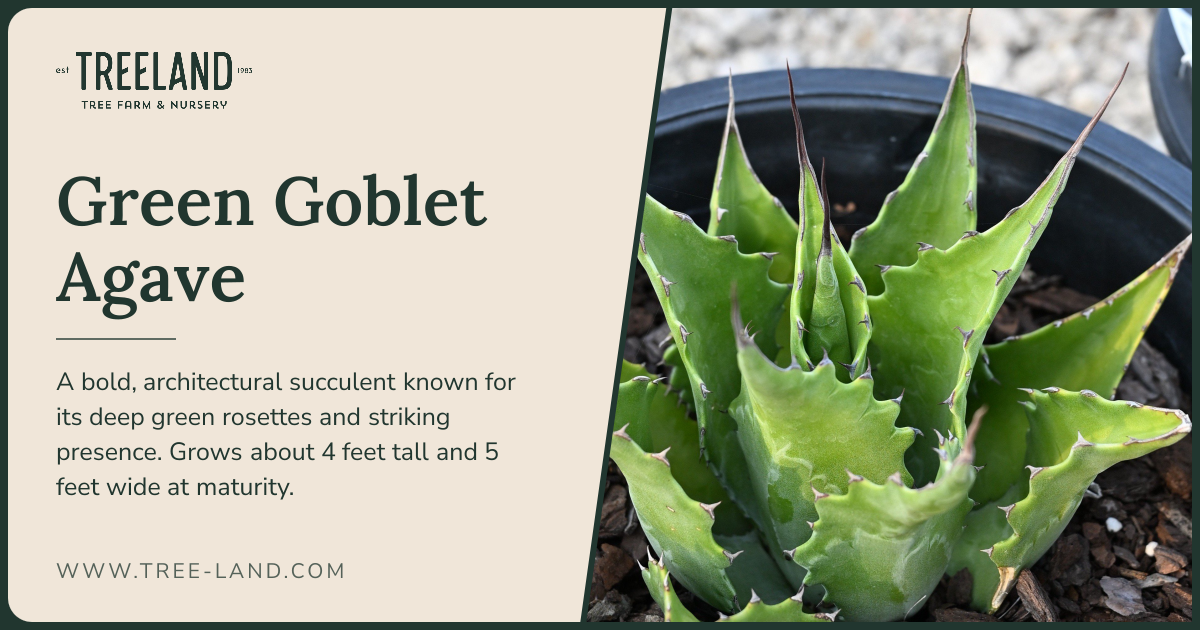 Green Goblet Agave | Order Online | Treeland Nursery